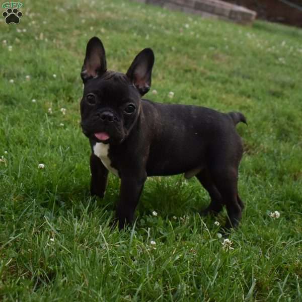Palmar, French Bulldog Puppy